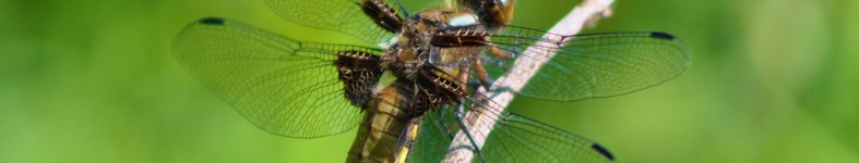 Banner profilu