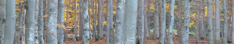 Banner profilu