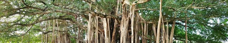 Banner profilu