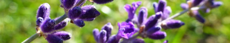 Banner profilu