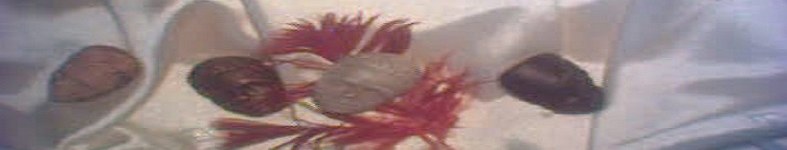 Banner profilu