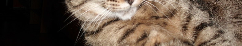 Banner profilu