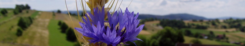 Banner profilu