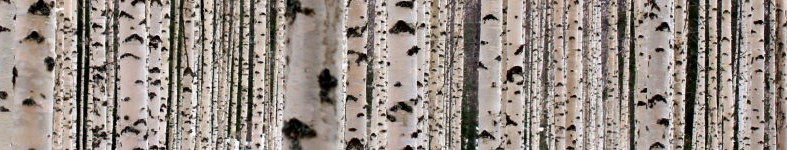 Banner profilu