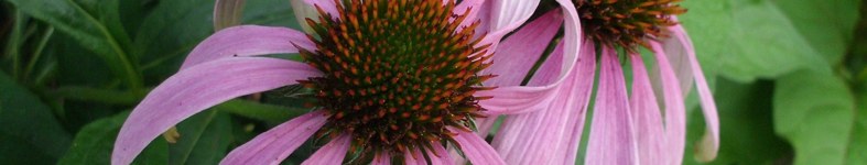 Banner profilu