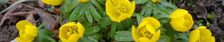 Banner profilu