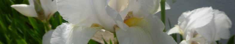 Banner profilu