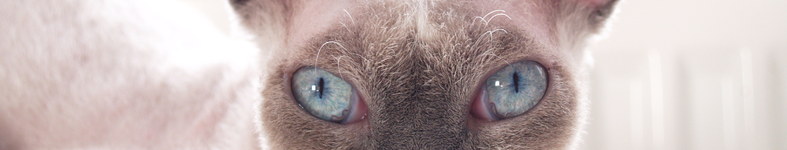 Banner profilu