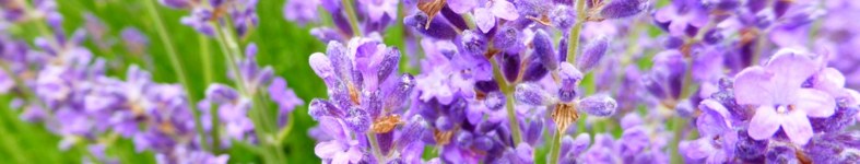 Banner profilu