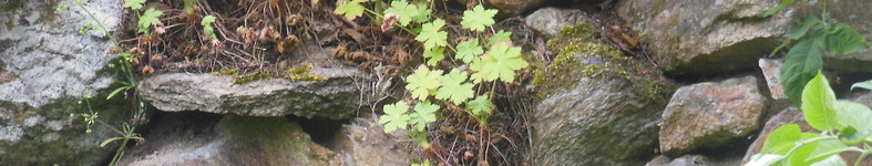 Banner profilu