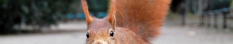 Banner profilu