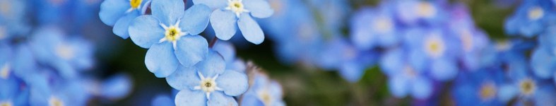 Banner profilu