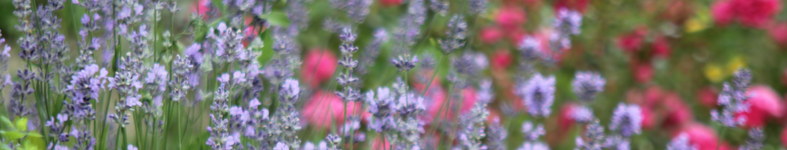 Banner profilu