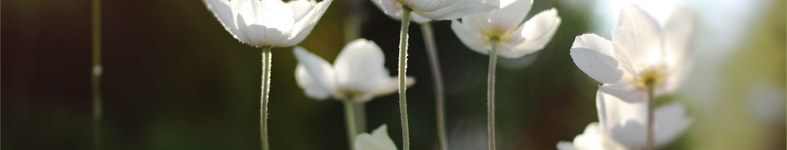 Banner profilu