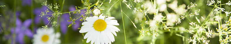 Banner profilu