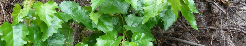 Banner profilu
