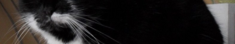 Banner profilu