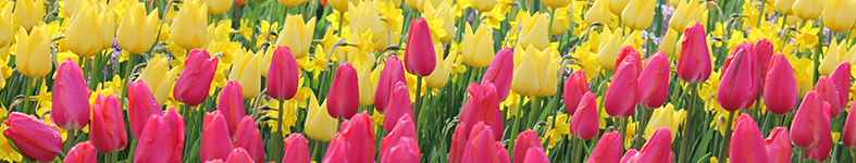 Banner profilu