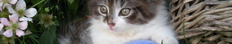 Banner profilu