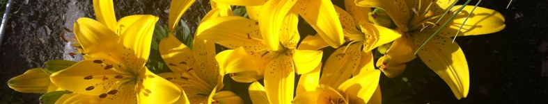 Banner profilu