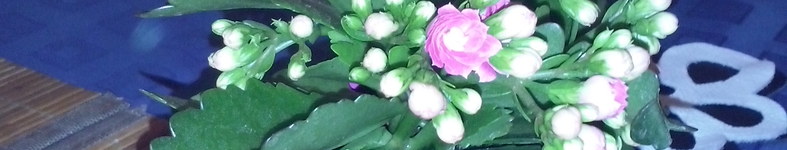 Banner profilu
