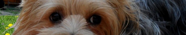 Banner profilu
