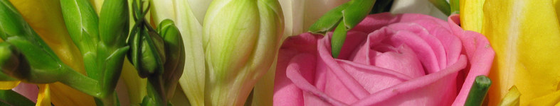 Banner profilu