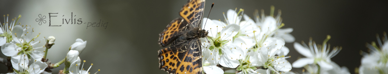 Banner profilu