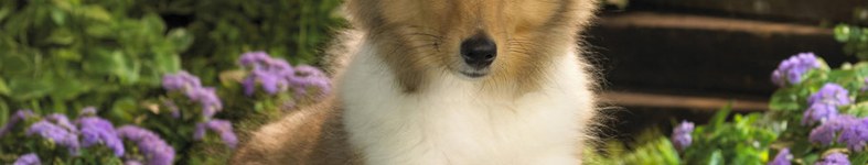 Banner profilu