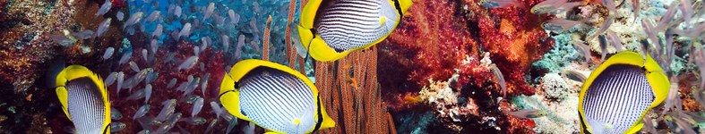 Banner profilu