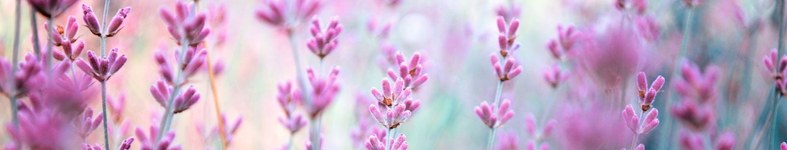 Banner profilu