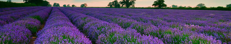 Banner profilu
