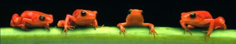 Banner profilu