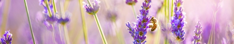Banner profilu
