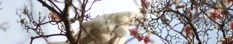 Banner profilu