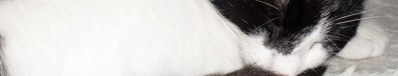 Banner profilu