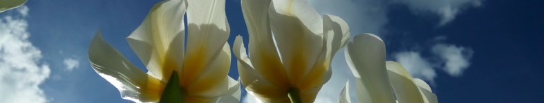Banner profilu