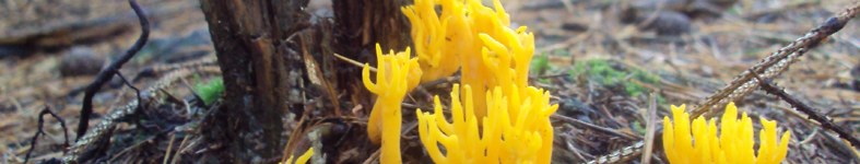 Banner profilu