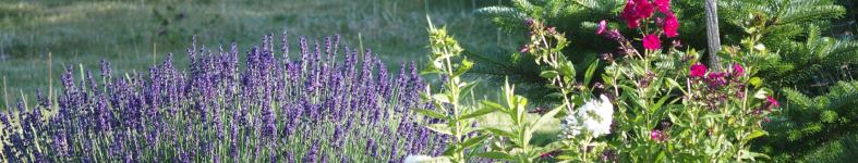Banner profilu