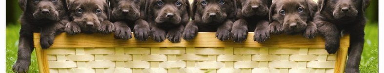Banner profilu