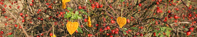 Banner profilu