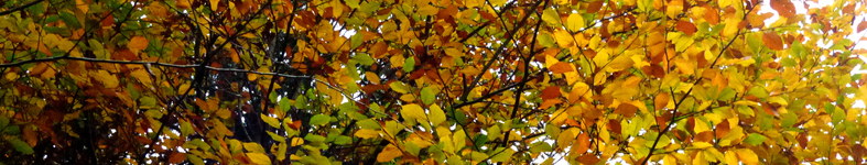 Banner profilu