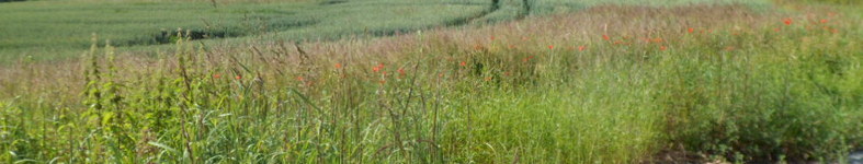 Banner profilu