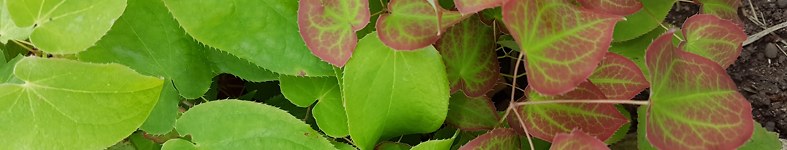 Banner profilu