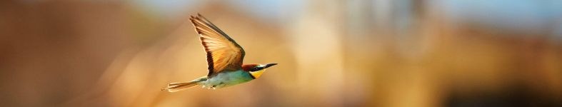 Banner profilu