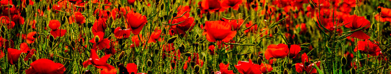 Banner profilu