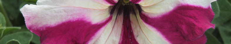 Banner profilu