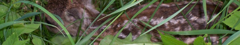 Banner profilu