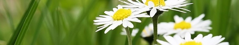 Banner profilu