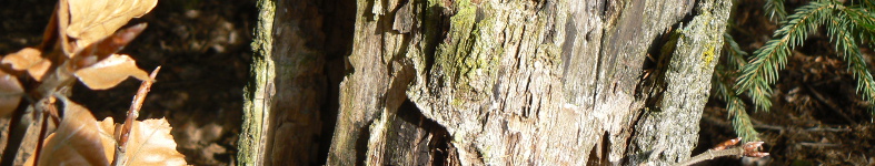 Banner profilu